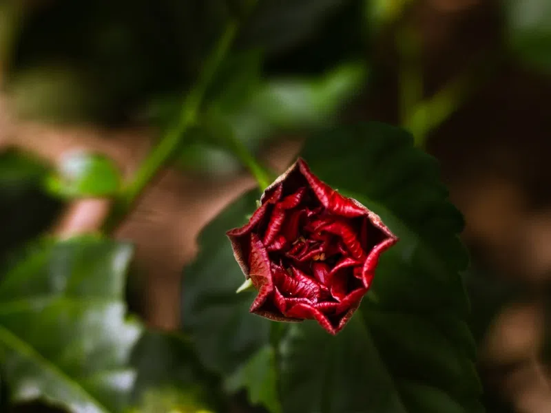 botão de flor