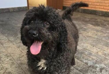 Poodle anelado