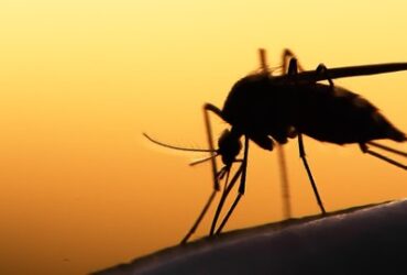mosquito