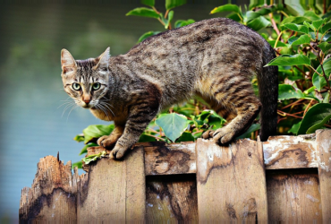 gato no muro