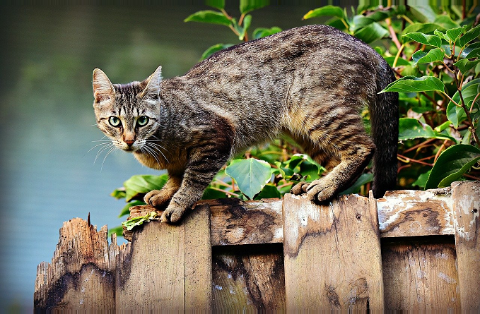 gato no muro