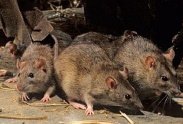 ratos