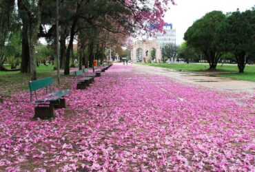 tapete ipê roxo