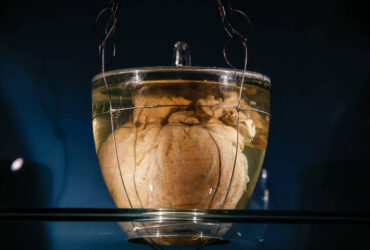 Coração Dom Pedro I