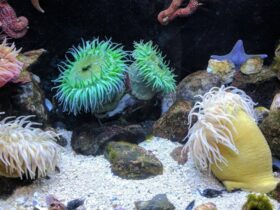 Anemonas