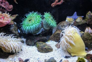 Anemonas