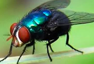 mosca