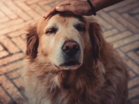 cachorro mão