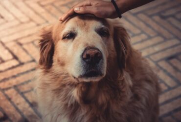 cachorro mão