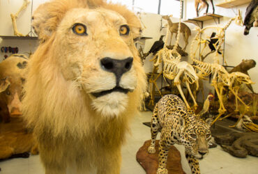 taxidermia