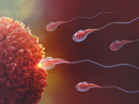 óvulo espermatozoides