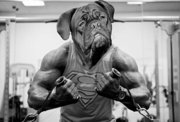homem cabeça cara rosto bulldog buldogue
