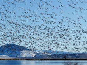 aves migratórias