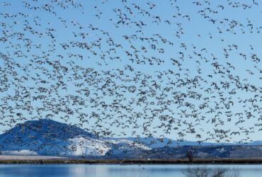 aves migratórias