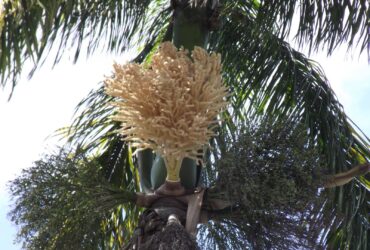 flor coqueiro