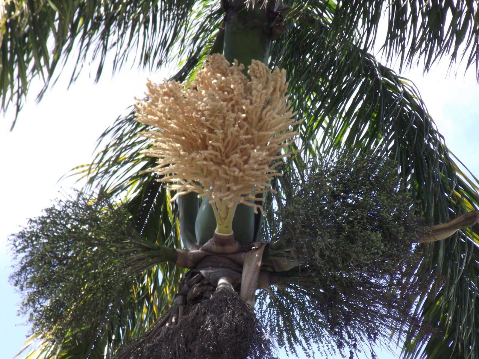 flor coqueiro