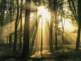 árvores luz do sol