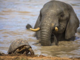 turtle elephant