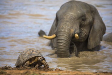 turtle elephant