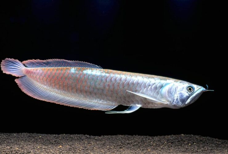 peixe aruanã