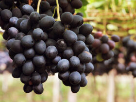 uvas