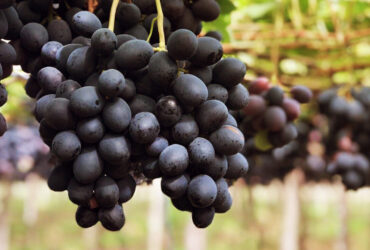 uvas