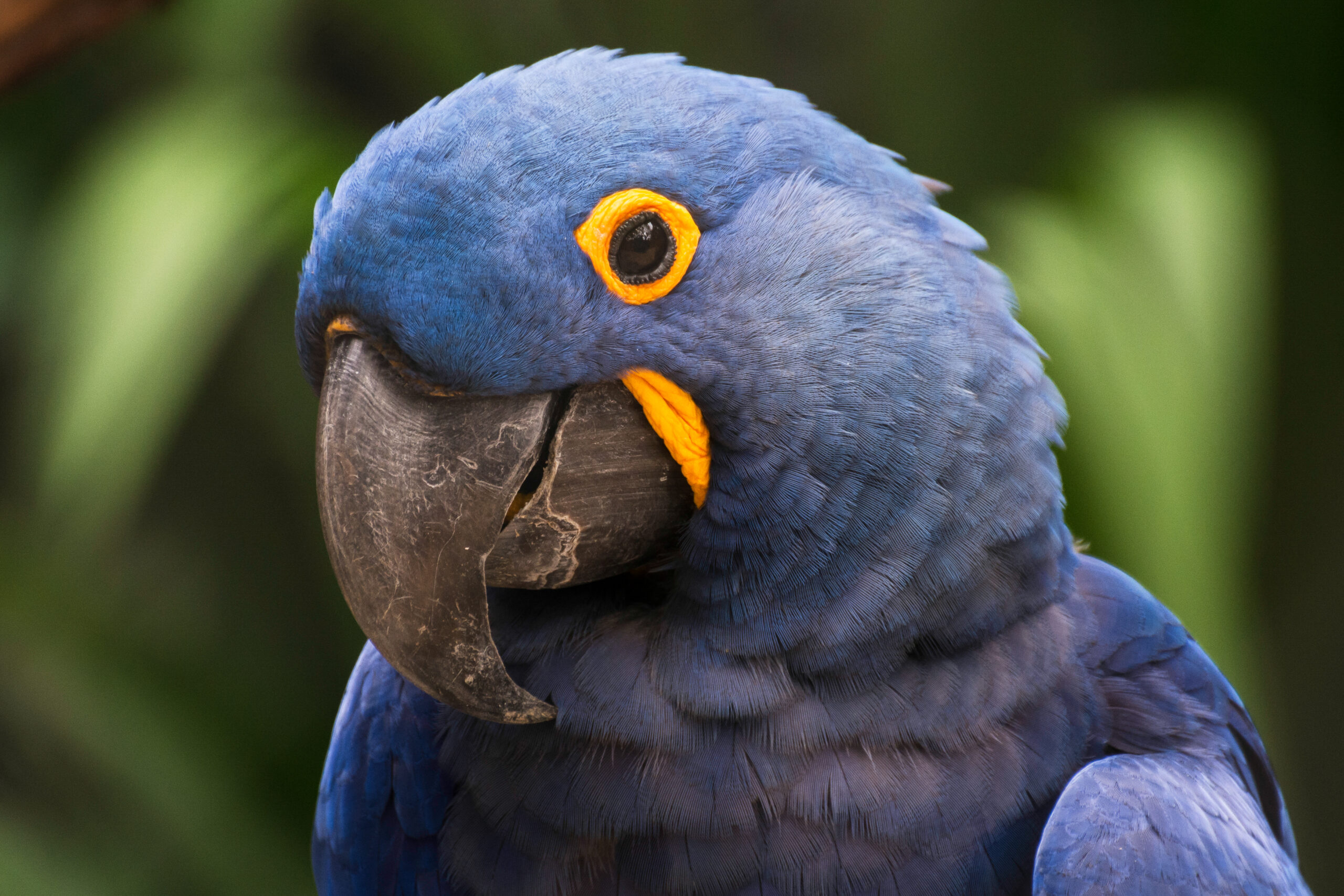 arara azul