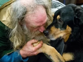 mendigo cachorro