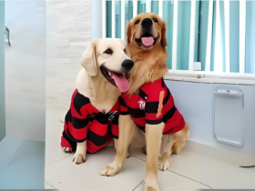 cães camisa flamengo cachorro