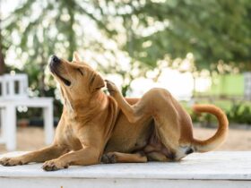 cachorro caramelo pulgas