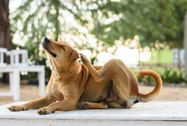 cachorro caramelo pulgas