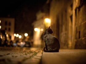 gato rua noite
