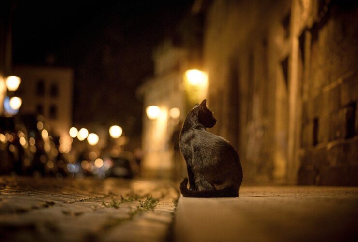 gato rua noite