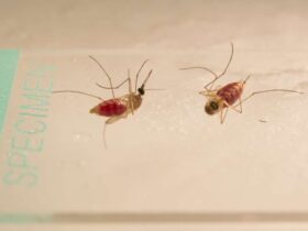 mosquitos casal