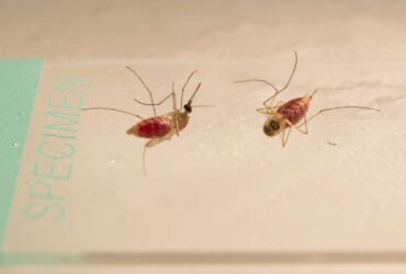 mosquitos casal