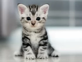 gato gatinho