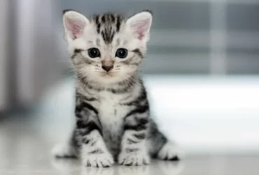 gato gatinho