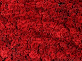 flores vermelho