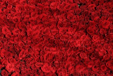 flores vermelho