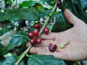 pé de café