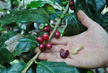 pé de café