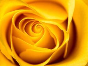 rosa amarela