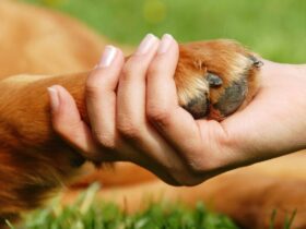cão pata
