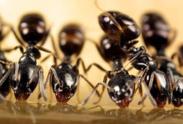 formigas formigueiro