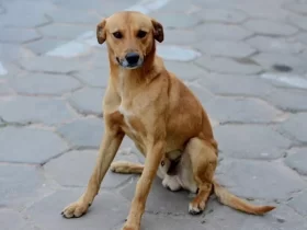 cachorro caramelo