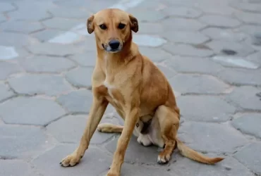cachorro caramelo