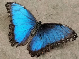 borboleta azul