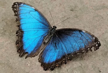 borboleta azul