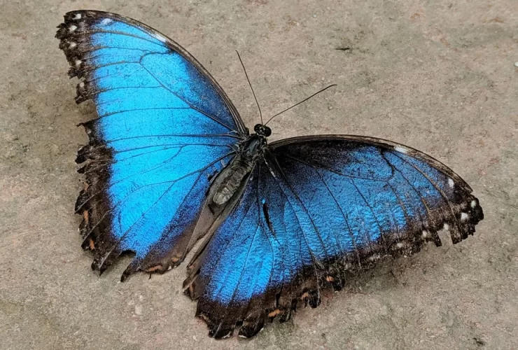 borboleta azul