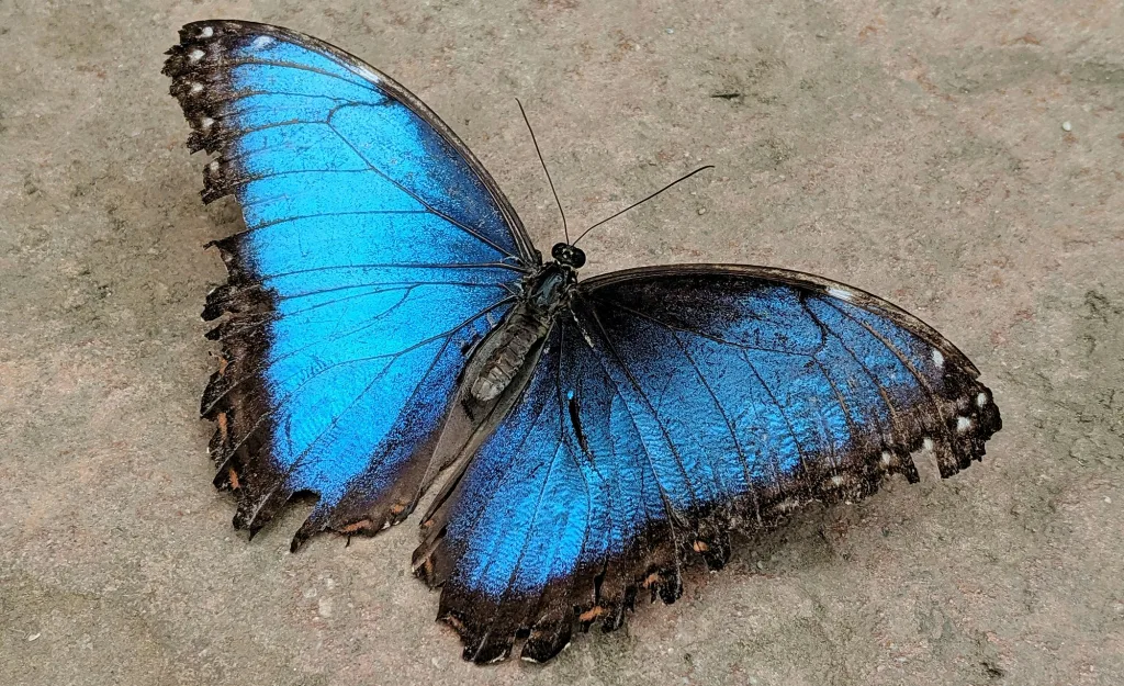 borboleta azul